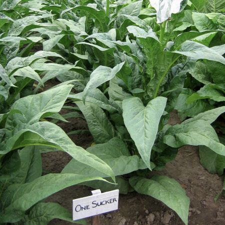 One Sucker, Tobacco Seed - Packet image number null